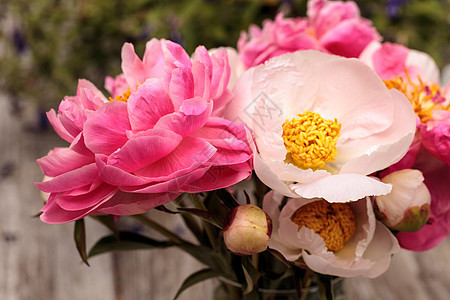白花和粉红小马花白牡丹花园牡丹花粉色浪漫牡丹粉红色花束背景图片