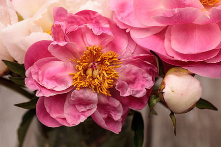 白花和粉红小马花花园牡丹花粉红色白牡丹浪漫粉色牡丹花束背景图片
