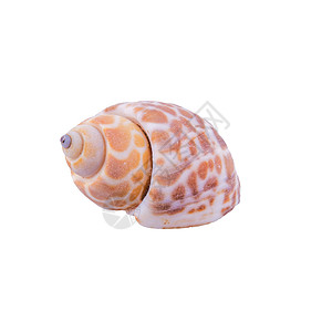 白色背景的海壳生活动物海滩海洋贝类热带纪念品贝壳螺旋图片