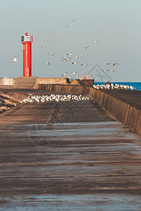 海浪海鸥海鸥对灯塔建筑橙子海洋巨石飞行航海海岸海浪石头海岸线背景