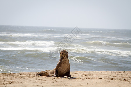 毛海豹正盯着镜头看哺乳动物骨骼狮子食肉公园环境海岸生态野生动物动物群图片