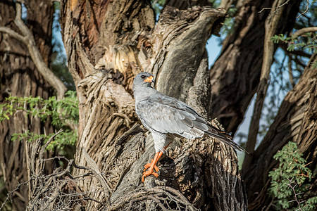 在树枝上撒尿的老鹰猎人猎鹰鸟类季节食肉大草原野生动物跨境眼睛天线图片