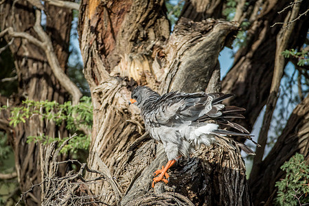 在树枝上撒尿的老鹰猎鹰公园动物天线鸟类猎物食肉季节荒野野生动物图片