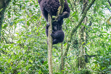 山婴大猩猩在树上玩耍动物学灵长类濒危婴儿热带动物冒险哺乳动物野生动物食草图片