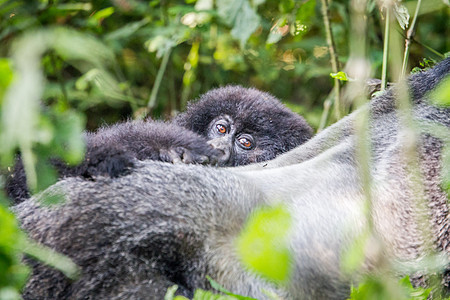 山地大猩猩宝宝的近身大猿动物猴子旅行野生动物热带动物学假期丛林公园图片