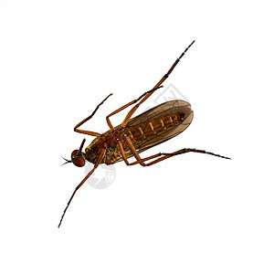 白色背景的蚊子吮吸疟疾危险动物翅膀感染攻击药品昆虫发烧图片