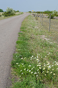 乡村公路路边的鲜花图片