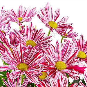 白色背景的花朵粉红菊花雏菊植物群紫色植物学翠菊植物花瓣花园叶子花束图片