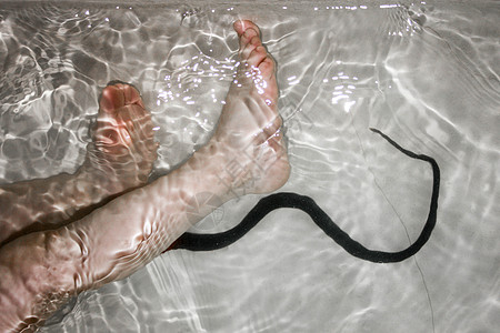 水律蛇蛇咬腿危险 在池塘里照片动物摄影风险皮肤蓝色打印插图运动警告背景