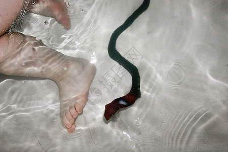水律蛇蛇咬腿的危险背景