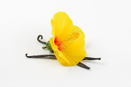 花和香草豆芳香食物木槿健康黄色背景图片
