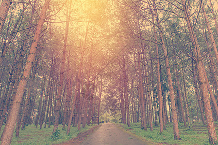 在松树林中 树丛里有长高的树干森林针叶苔藓树桩桦木旅行日志阴影植物环境图片