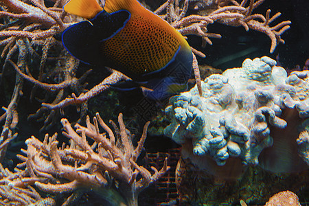 水下射出的鱼 水族馆中的鱼野生动物潜水环境动物小丑触手热带海洋海洋生物珊瑚图片