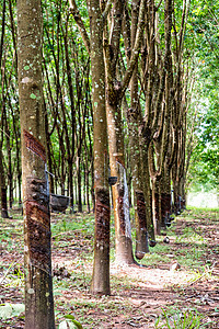 橡胶树种植段落花园种植园植物群热带风景窃听木头生长树干图片