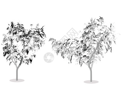 树木剪影的插图木本被子冒充森林木质树干阴影裸子姿势植物群图片