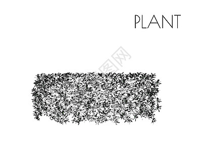 树木剪影的插图植物木本木质姿势冒充裸子阴影植物群木头分支机构图片