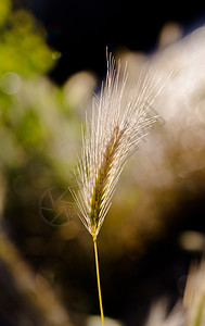 日光中草原的角头大麦稻草生长小麦培育种子农村栽培场地植物图片