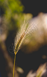 日光中草原的角头生长农村食物小麦太阳光线粮食农业栽培农场回忆图片