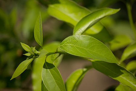 Cinnamoum 露营树叶肉桂环境植物叶子樟科天篷绿色街道桂冠樟脑图片