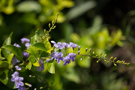 小白混合紫花或Duranta 翻版花浆果报复勃起叶子蓝色植物群紫色绿色花园鸽子图片