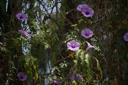 清晨花朵紫花 光辉蔬菜番薯绿色植物美丽宏观植物群粉色荣耀紫色叶子图片