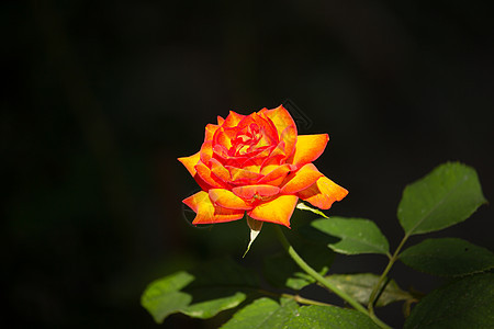 深底的黄黄色混合橙色花朵植物花园玫瑰橙子宏观花瓣庆典绿色背景图片