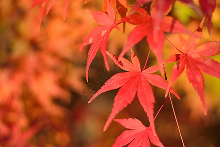 充满活力的日本秋月金树叶背景模糊的风景环境宏观枫树植物橙子落叶花园森林阳光旅行图片