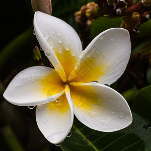 弗朗吉帕尼花朵植物热带花瓣花园绿色黄色白色图片