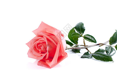 玫瑰花紧贴在背景叶子庆典花朵花瓣念日植物婚礼红色白色粉色图片