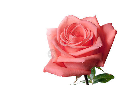玫瑰花紧贴在背景花瓣庆典植物玫瑰婚礼白色念日红色叶子粉色图片