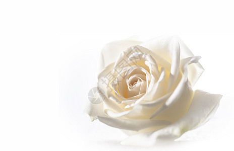 玫瑰花紧贴在背景婚礼粉色叶子植物白色红色念日花束庆典花瓣图片