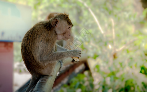 大型猴子猜谜背景灵长类卡通片乐趣大猩猩财富动物野生动物哺乳动物动物园丛林图片