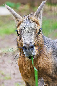 帕塔戈尼亚马拉语 多利霍蒂斯语 patagonum荒野哺乳动物动物野生动物草食性宠物头发动物园棕色热带图片