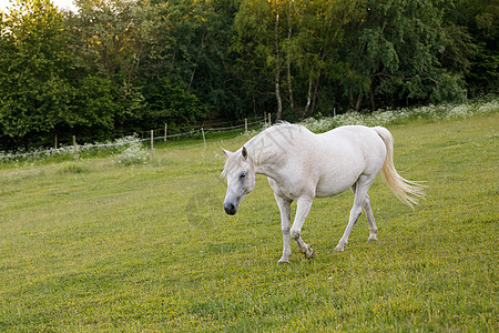 白马在春草中放牧场地农业野生动物自由哺乳动物宠物食物马术农场太阳图片
