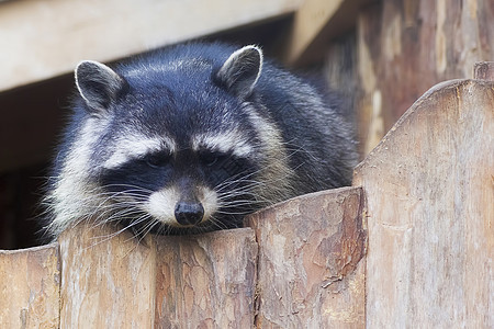 Raccoon 丙环龙光灯动物棕色哺乳动物鼻子食肉眼睛好奇心白色黑色毛皮图片