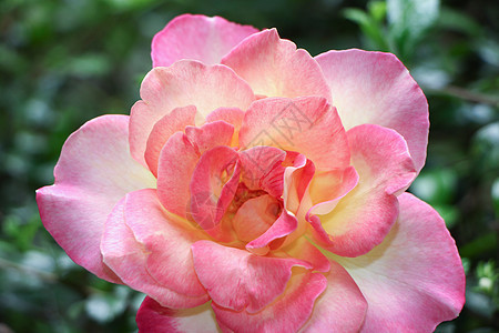 黄色粉红玫瑰花的近距离红色白色花朵花瓣花园绿色植物群粉色花束美丽红色的高清图片素材