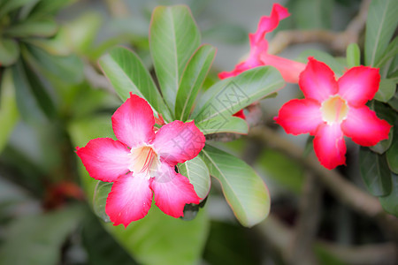 粉色沙漠花朵植物百合花瓣玫瑰热带红色生长植物群植物学花园图片
