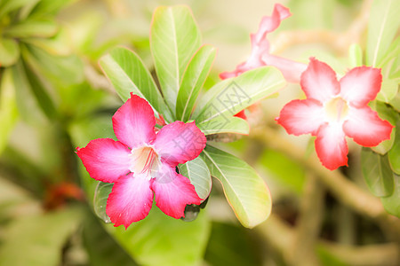 粉色沙漠花朵植物学生长花园百合红色植物群热带花瓣玫瑰植物图片