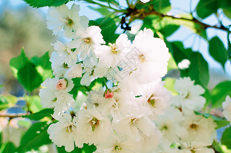 蓝天空背景的春晶樱桃闪光天空蓝色植物群晴天樱花季节植物花瓣花园植物学图片