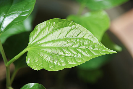 野生金叶绿叶Leafbush树食物季节力量草本植物环境花园蔬菜叶子植物吹笛者图片