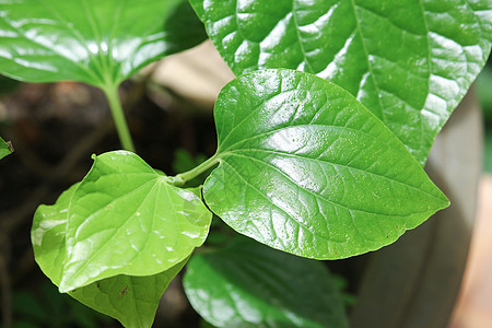 野生金叶绿叶Leafbush树草本植物植物蔬菜吹笛者小伙子叶子季节环境花园食物图片