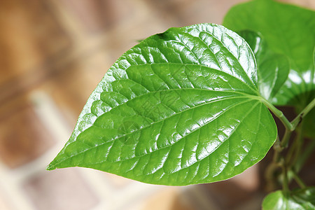 野生金叶绿叶Leafbush树花园叶子食物吹笛者季节力量蔬菜小伙子草本植物环境图片