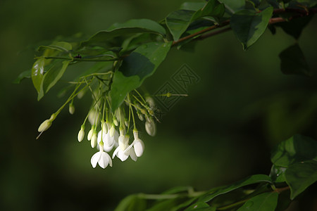 莱利维奥萨本底花朵热带白色绿色荒野植物宗教信仰叶子环境宏观图片