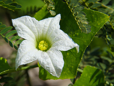 常春藤葫芦花园艺花园木头葫芦墙纸树桩白色花瓣生长绿色图片