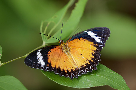 绿叶上的白虎蝴蝶图像 昆虫动物花蜜老虎宇宙橙子八角形花园翅膀叶子植物荒野图片