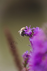 b 大黄蜂授粉紫花图片