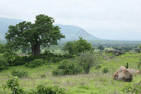 非洲热带稀树草原 夏季象形野外野生动物 坦桑尼亚 卢旺达 博茨瓦纳 肯尼亚太阳植物公园天空环境大草原日落旅游旅行荒野图片