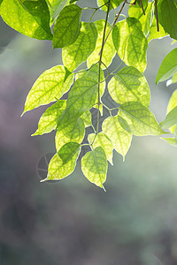 天然绿树叶 底底色为软光bokeh公园季节环境生态气泡森林照明风景花园背景图片