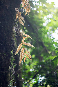 泰国北部山区森林深处的枯死蕨类植物脆弱性植物学生活背景曲线职业衬套游客旅行植物群图片