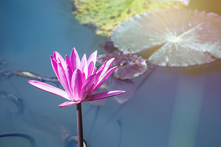 美丽的水 莲花花 在绿叶的池塘中公园紫色荷花植物群花瓣植物宗教粉色百合叶子图片